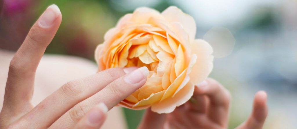 hands-cradling-a-cream-colored-rose-outdoors