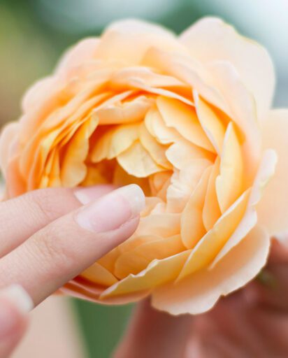 hands-cradling-a-cream-colored-rose-outdoors